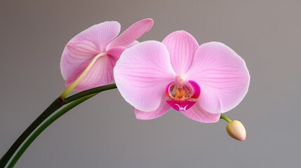 Obraz premium Pink orchid blossoms with delicate petals and green stem in bloom