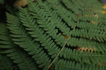 Green forest fern closeup photo. Green fern leaves in wild nature, eco system, bio diversity, rare plant species.