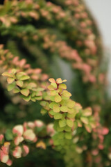 Closeup photo of a decorative Japanese barberry bush. Outdoor decorative shrub.