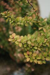 Closeup photo of a decorative Japanese barberry bush. Outdoor decorative shrub.