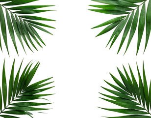 Green palm fronds framing a black void