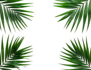 Green palm fronds framing a black void