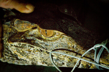 Amazonian Caiman.