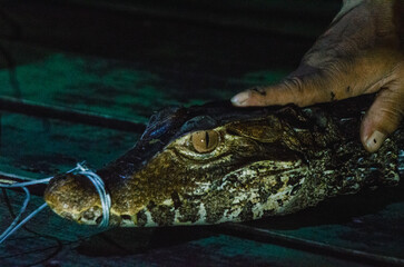 Amazonian Caiman.