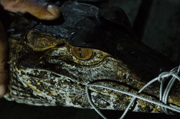 Amazonian Caiman.