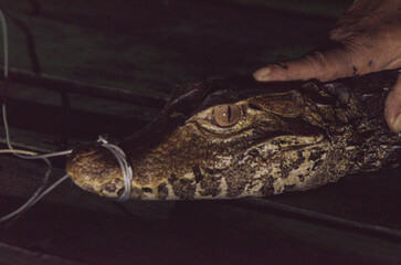 Amazonian Caiman.