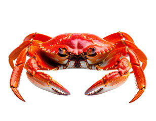 Red cooked crustacean with prominent claws