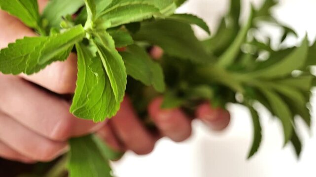 Green natural sweetener.fresh stavia in a womans hands in a rustic cotton dress. Natural sugar without calories. 4k footage