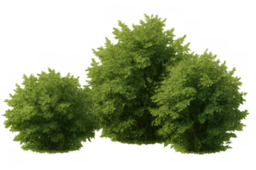 Lush green bushes with ample foliage, ideal for landscaping, gardening, and nature themed designs, transparent background