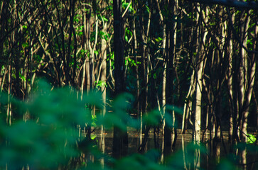Amazon Rainforest