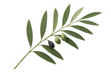 Olive branch with fresh green and ripe black olives, representing nature, peace, and health, transparent background