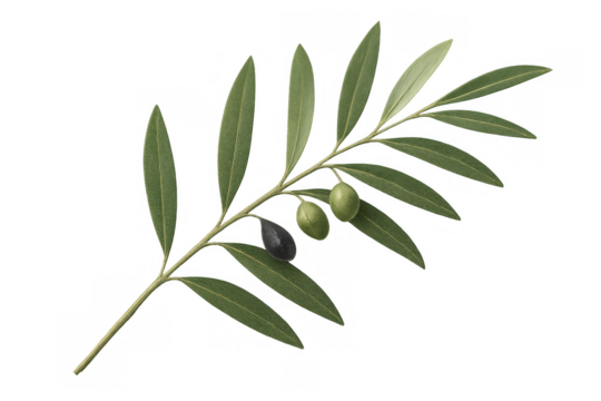 Olive branch with fresh green and ripe black olives, representing nature, peace, and health, transparent background