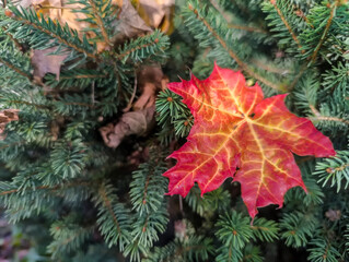  Żywo ubarwiony, czerwony liść klonu (Acer spp.) spoczywa na bujnie zielonych gałęziach świerka (Picea spp.). Liść klonu charakteryzuje się misternym wzorem żyłek z odcieniami czerwieni i nutami żółci