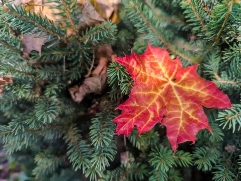  Żywo ubarwiony, czerwony liść klonu (Acer spp.) spoczywa na bujnie zielonych gałęziach świerka (Picea spp.). Liść klonu charakteryzuje się misternym wzorem żyłek z odcieniami czerwieni i nutami ż&oacute;łci