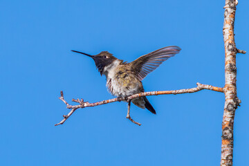 Fototapeta premium A Black-chinned Hummingbird raises a wing and looks upward as he prepares to fly. Close up view with a blue sky background.