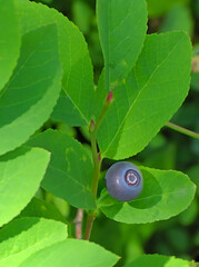 A Single Wild Huckleberry - Huckleberries and blueberries are very close cousins. A favorite meal for bears.