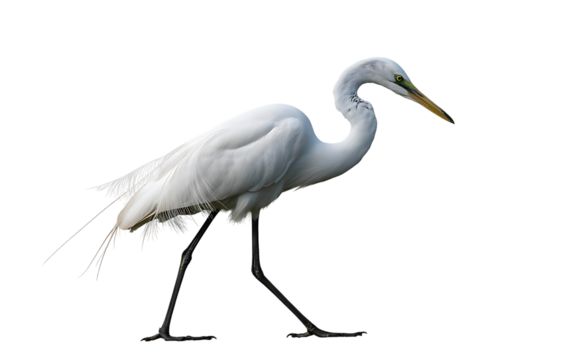 Elegant great egret standing gracefully with its long neck and sharp beak against a stark black background