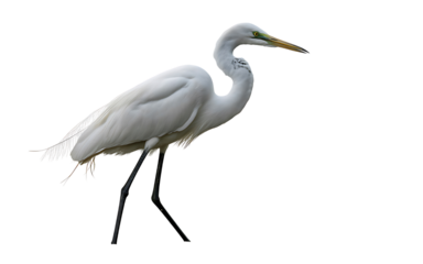 Elegant great egret standing gracefully on a dark background with its head turned