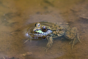 Frog in dirty water
