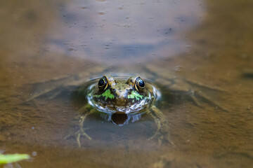 Frog in dirty water