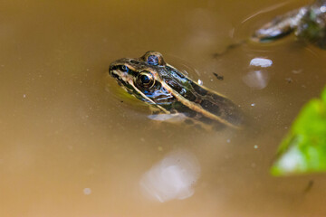 Frog in dirty water