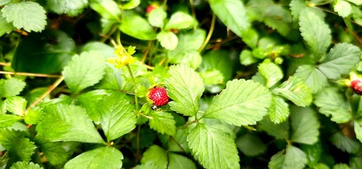 Bright red wild strawberries growing in the bushes of Italian woods waiting to be picked and eaten