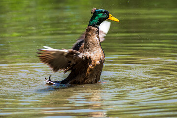 A wild mallard (platyrhynchos duck) in the green water of a natural park near to San Josè (Costa Rica).
