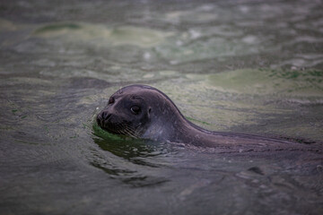 Svalbard cruise - Seal is swimming in the water
