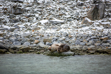 Svalbard cruise - Two seals are resting on a rock in the water