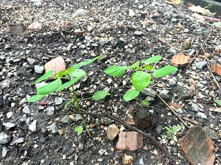 Green Seedlings Growing Through Stones on Rough Soil in an Urban Environment Reflecting Resilience and Nature's Persistence in Tough Conditions