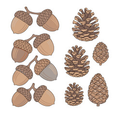 Acorns and Pinecones