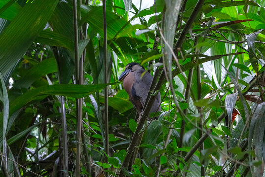 Tortuguero, Costa Rica - October 30, 2025: The Boat-billed Heron, Cochlearius cochlearius, colloquially known as the Boatbill in Tortuguero National Park in Costa Rica.