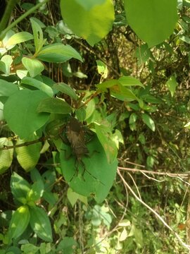 butterfly on a tree