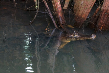 Tortuguero, Costa Rica - October 30, 2025: An alligator in Tortuguero National Park in Costa Rica.