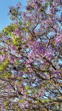 Vertical video jacaranda tree in bloom movement branches gentle wind sunset spring Palermo Buenos Aires Argentina.