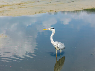 Obraz premium gray heron on lake mud ground land,wildlife in natural habitat