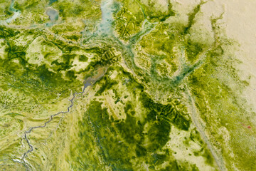 Obraz premium Blooming green water. Green algae polluted in dry lake