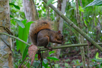 Cahuita, Costa Rica - November 3, 2025: A red squirrel in Cahuita National Park in Costa Rica.