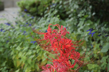 曼珠沙華（彼岸花）