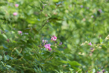 花を咲かせたヤマハギ