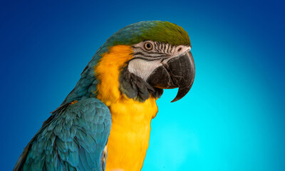 Portrait of a colorful parrot with feather texture for a banner background