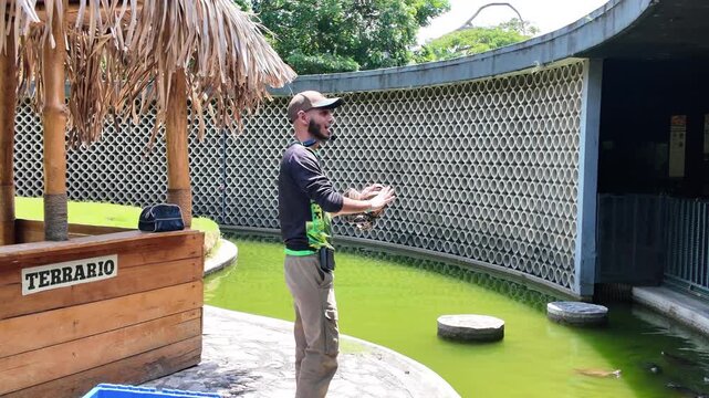 Medium shot demonstrates how to hold a boa constrictor. professional wildlife handling and care non-venomous snake in tropical setting.