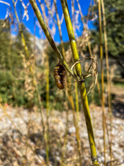 A Monarch Butterfly Chrysalis that has released the butterfly
