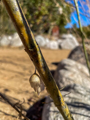 A Monarch Butterfly Chrysalis that has released the butterfly