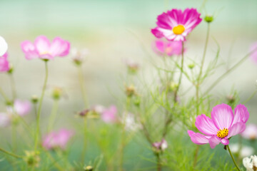 환상적인 코스모스 배경