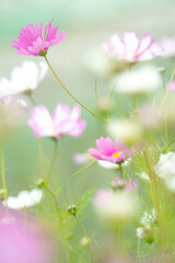 환상적인 코스모스 배경