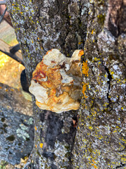 A Fungus mushroom growing on an old growth oak tree