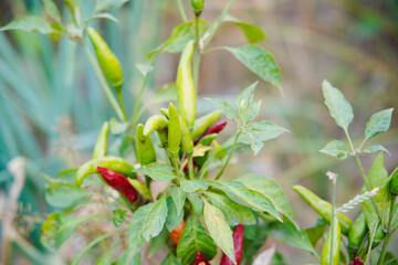 Pepper grows in the field,