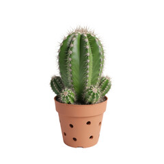 Lush green cactus in terracotta pot adds a touch of desert chic to any space, radiating warmth and natural beauty for modern homes and offices