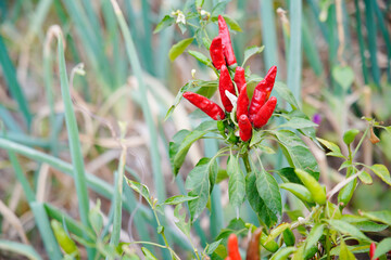Pepper grows in the field,
